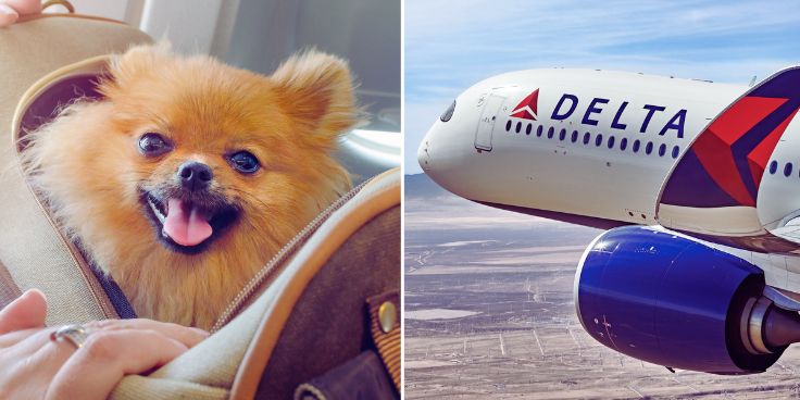 Delta Flight Dog Diversion MSP